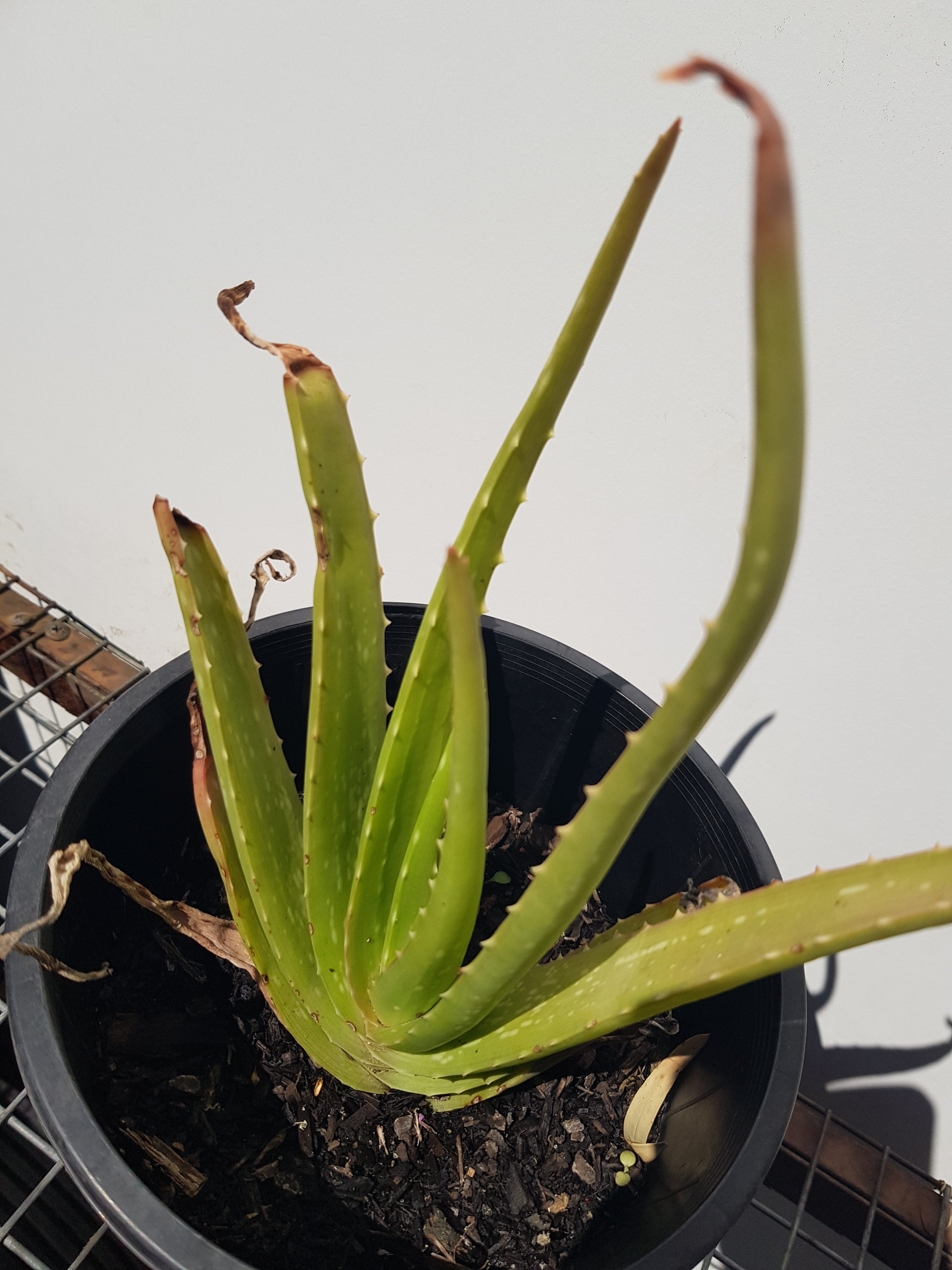 Aloe Vera - One Red Hill
